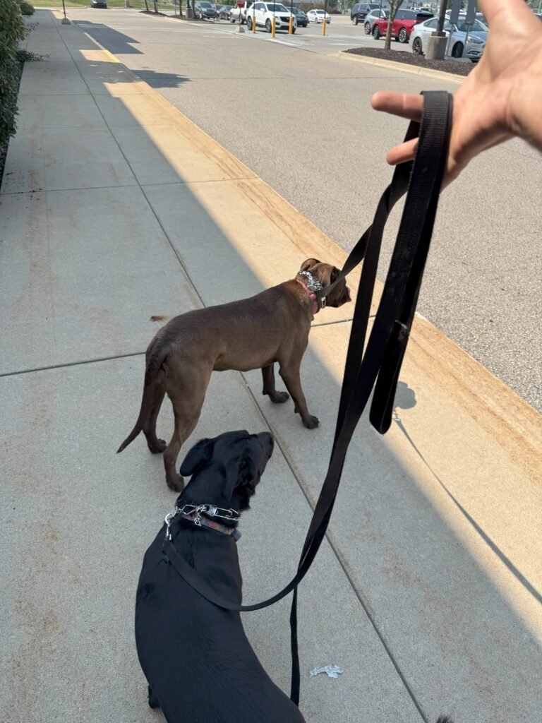 pit bull black lab loose leash walking