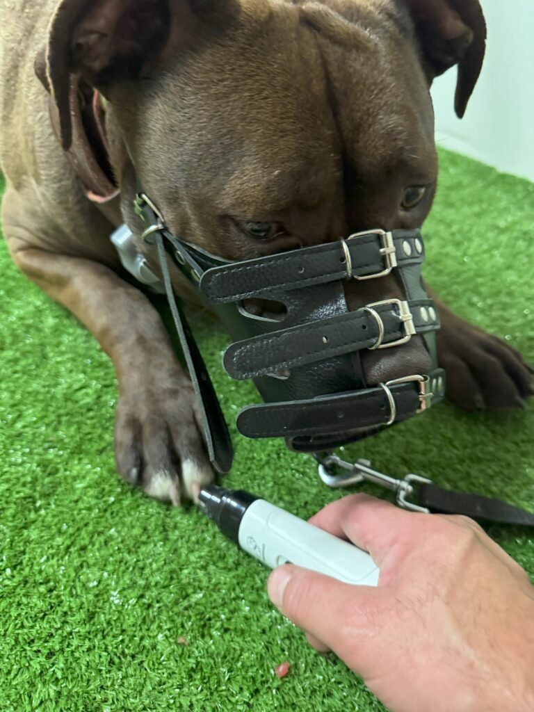 pit bull in behavioral modification training session at Deliverance K-9