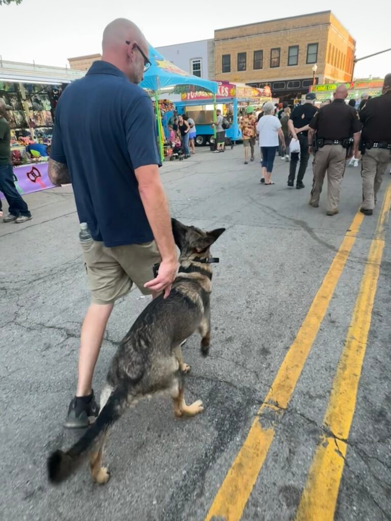 German Shepherd Heeling focused on busy street