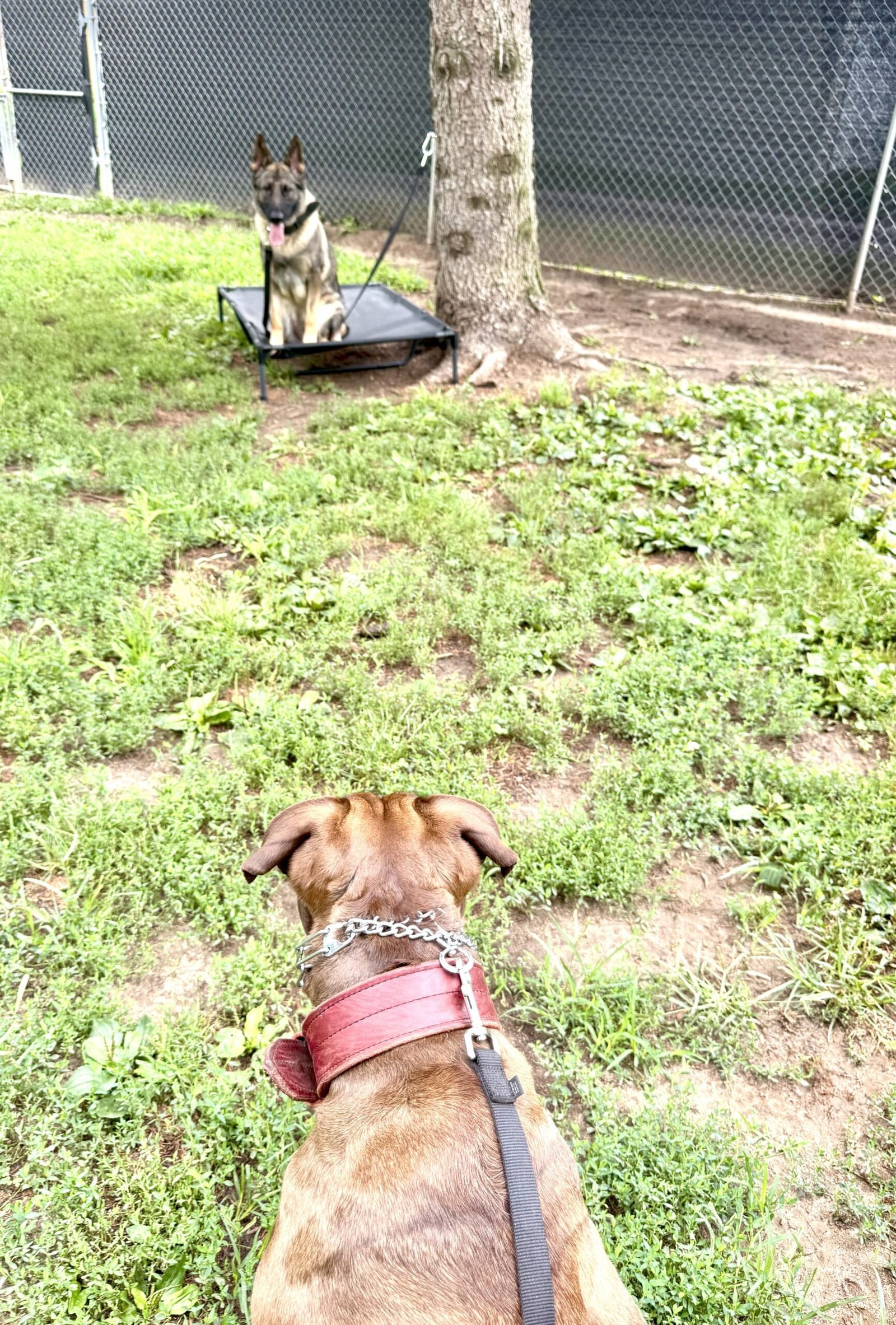 pit bull and German shepherd in behavioral modification training session at deliverance k 9