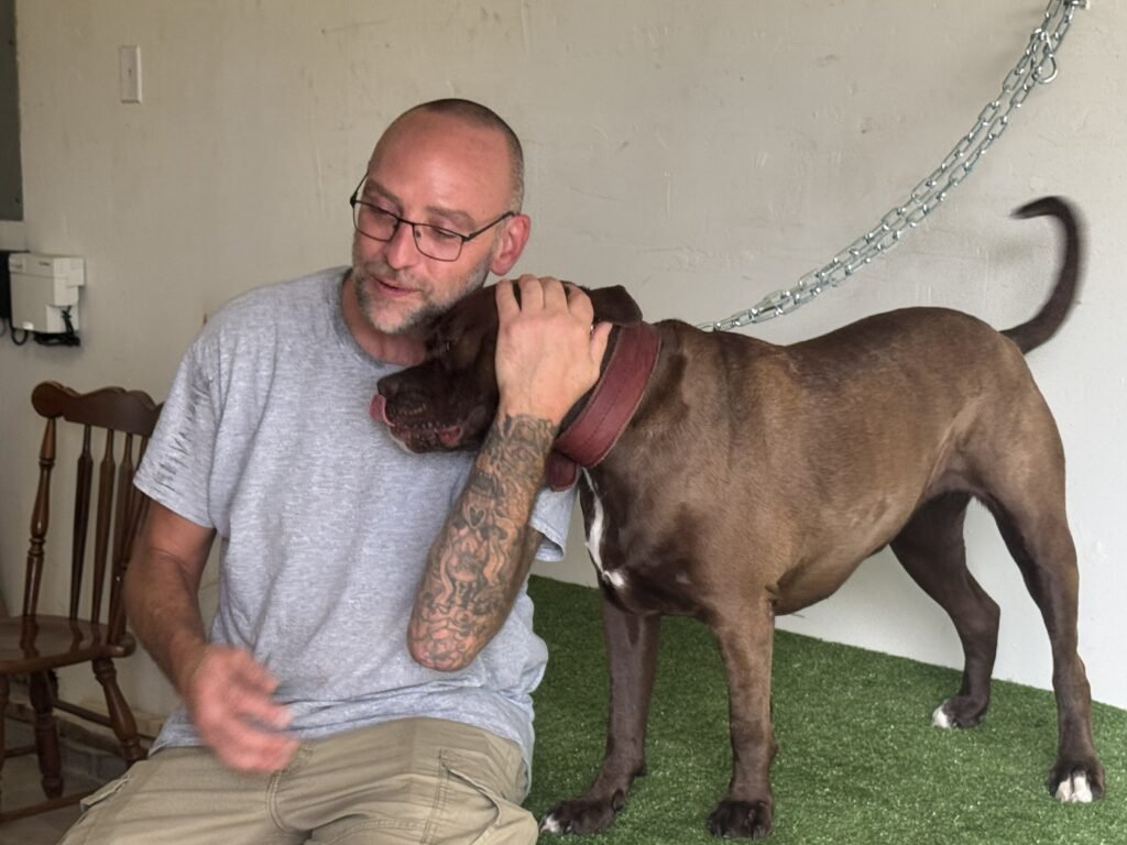 pit bull in behavioral modification training session at deliverance k 9