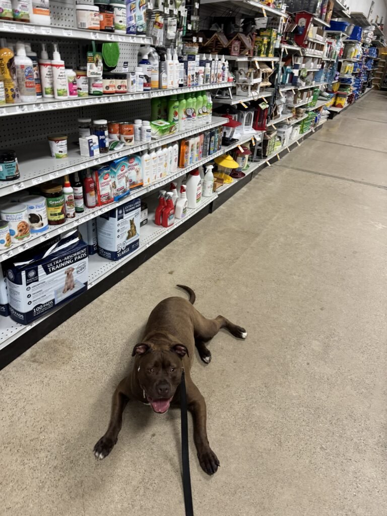 pit pull in store calm behavior
