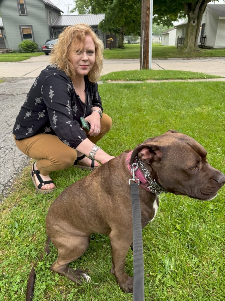 pitbull calmly being introduced to stranger