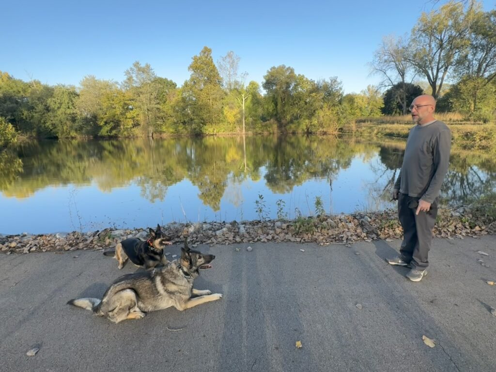 two German shepherds off leash extended down by pond in park