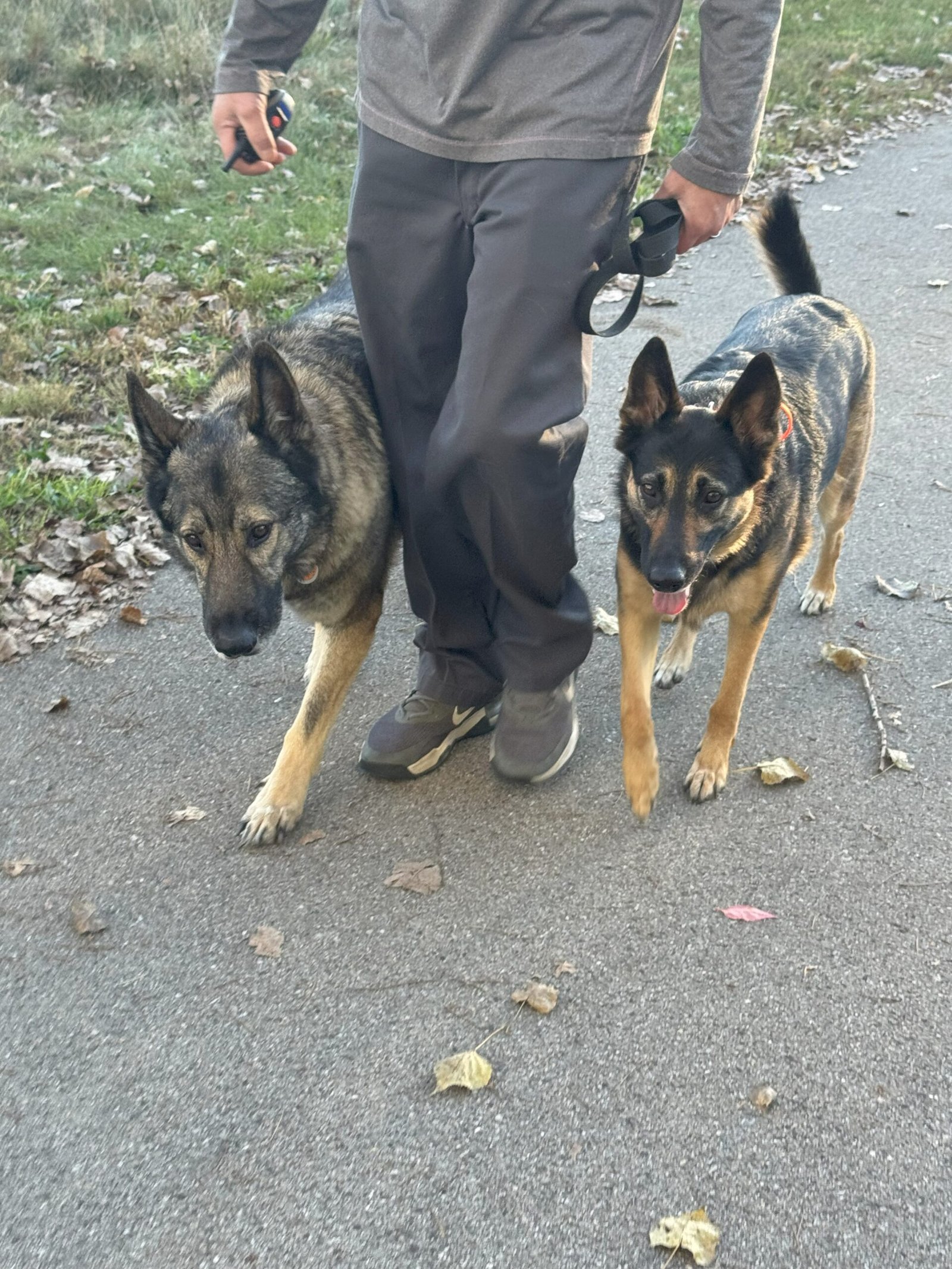 two German shepherds off leash heel