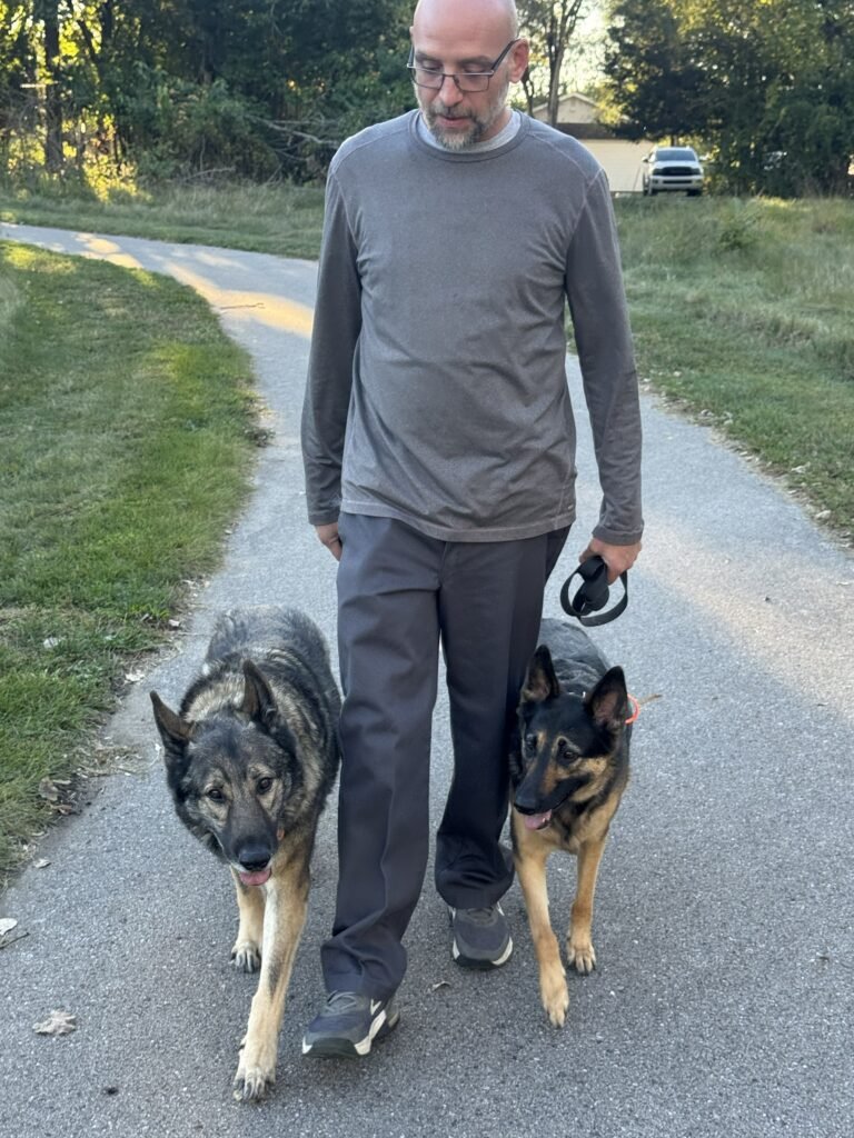 two German shepherds off leash in the park
